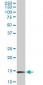 RPL36A Antibody (monoclonal) (M01)